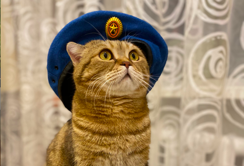 Фото Хвост в хвост: брутальный Зевс и плюшевый Бося борются за звание «Главного котика» в Новосибирске 3